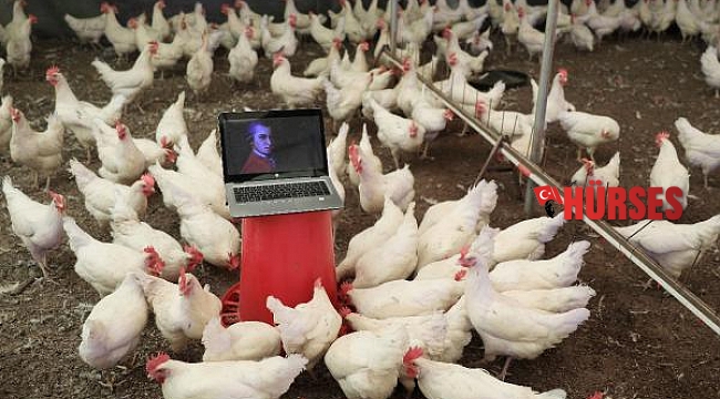 Tavuklar için opera sanatçısına klasik müzik repertuvarı hazırlattı