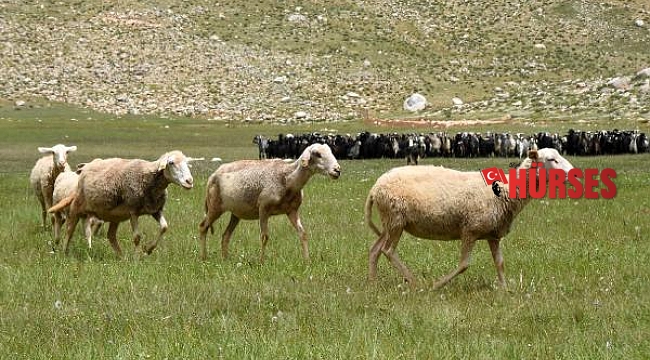 Toroslar, Yörüklerle şenlenmeye başladı