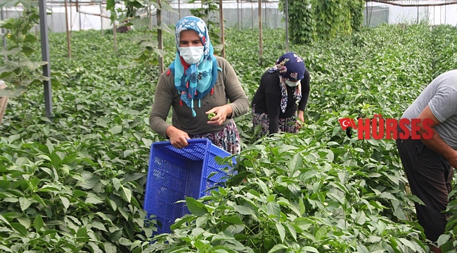 Üretici çift için 50 kilometre yol gidip serada aşı yaptılar