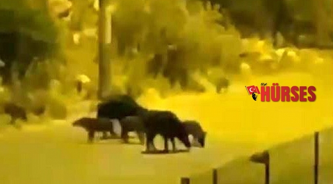 Aç kalan domuzlar yiyecek bulmak için turizm merkezine indi