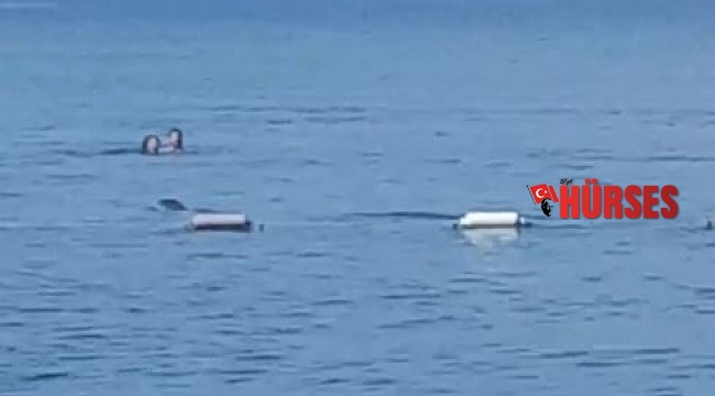 Akdeniz fokundan sabah denize girenlere görsel şov