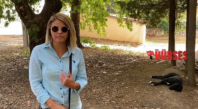 Akseki'de sokak hayvanlarının zehirlendiği iddiası