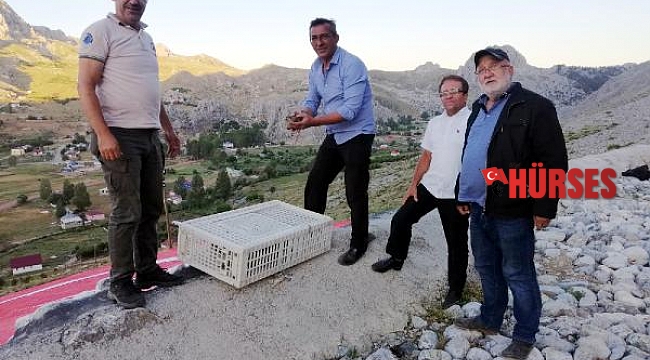 Alanya'da 2 bin 275 keklik doğaya salındı