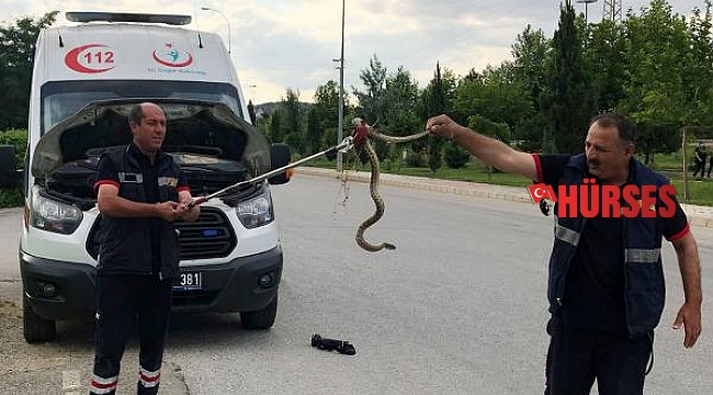 Ambulansa giren yılanı itfaiye çıkardı