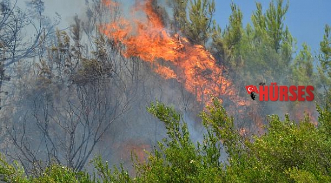 Antalya'da 15 dekar makilik ile zeytin ve çam ağaçları yandı !