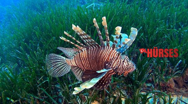 Antalya'da 'aslan balığı avlama' yarışması başlıyor