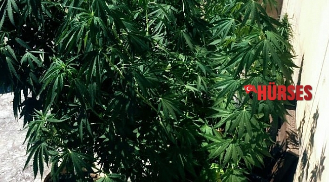 Evinin çatısını uyuşturucu tarlasına çevirdi, yakalandı