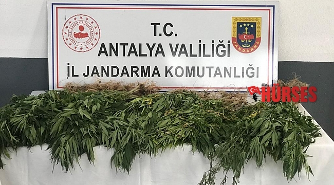 Gazipaşa'da 50 kök kenevir ele geçirildi: 1 gözaltı