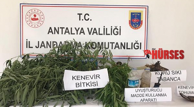 Jandarmadan seraya kenevir baskını