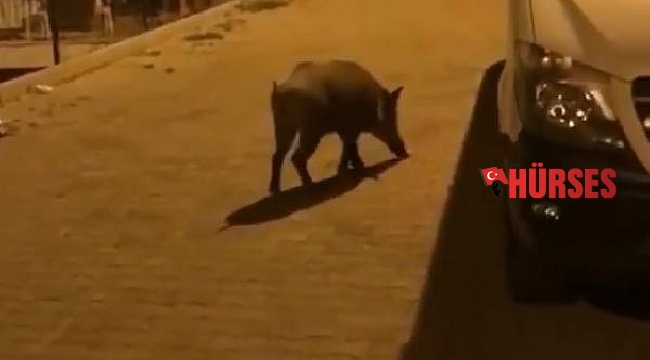 Kaş'ta yiyecek arayan yaban domuzu kamerada