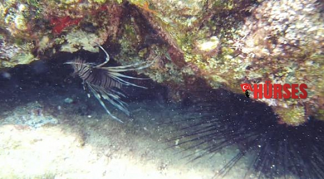 Kıyıdan 5 metre açıkta, 1 metre derinlikte zehirli aslan balığı