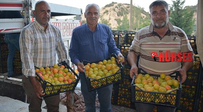 Korkuteli kayısısında ihracat hareketliliği