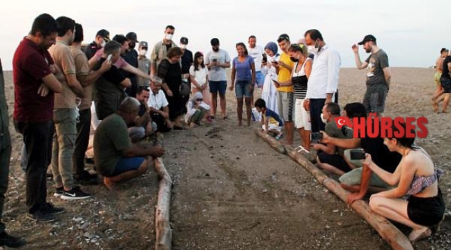 Manavgat sahilindeki ilk caretta caretta yavruları denize ulaştı