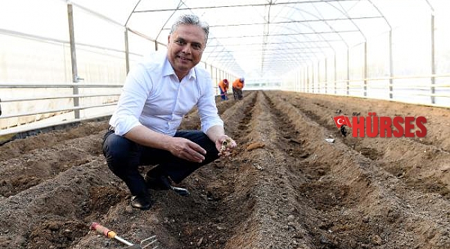 Muratpaşa'nın deneme üretimi zencefilleri filizlendi