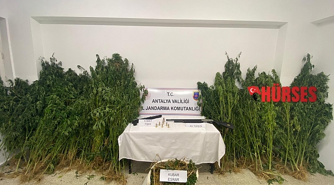 Ormanlık alanda kenevir hasadı yapan 2 kişiye suçüstü