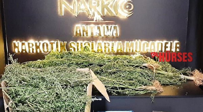 Serada esrar yetiştirip satan 2 şüpheli yakalandı