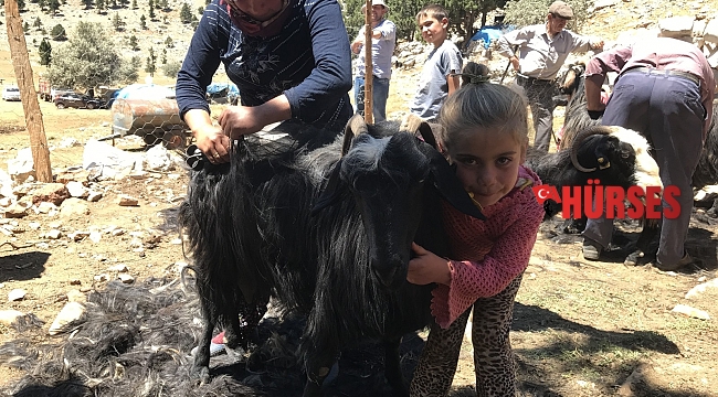Yörüklerin keçi kırkma mesaisi başladı