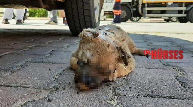 5 yavru köpek katledildi, hayvanseverler isyan etti