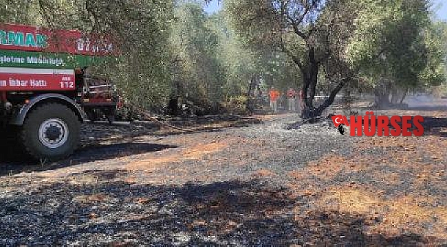 Alevler zeytin bahçesini yaktı