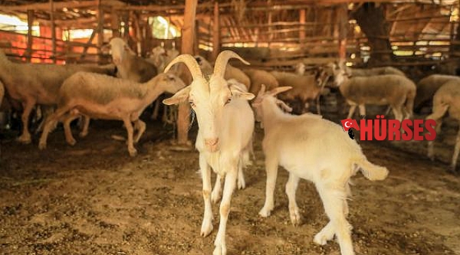 Alevlerden 300 koyunla 30 kilometrelik kaçış