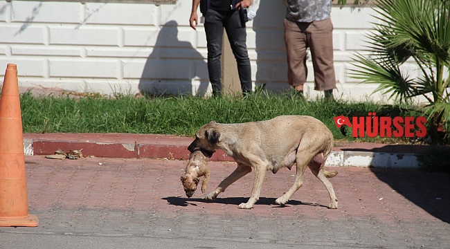 Anne köpeğin ölü yavrusunu taşıması duygulandırdı