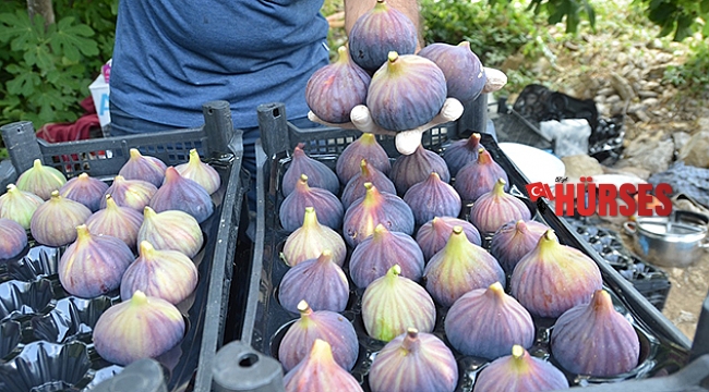 Antalya'da taze incir hasadı başladı