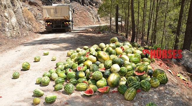 Antalya'da yangından etkilenen yaban hayatı unutulmadı