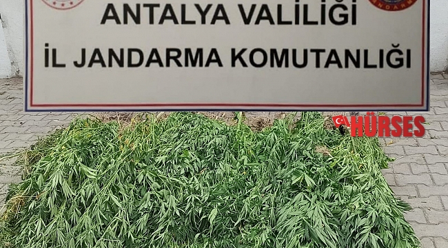Etrafını duvarla çevirdiği alanı kenevir bahçesi yapmış