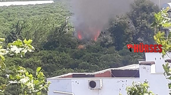 Finike'de sazlık alanda çıkan yangın kontrol altına alındı