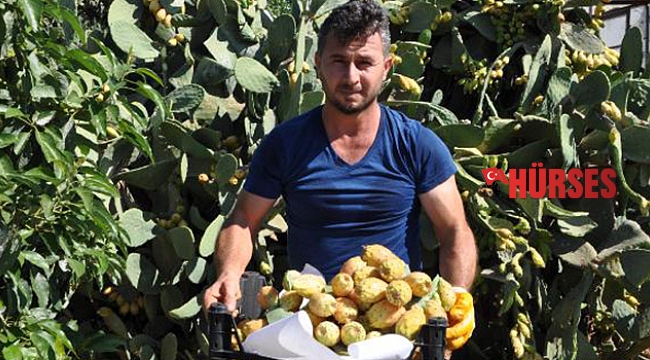 Frenk yemişinin kilosu dalında 5- 7 lira