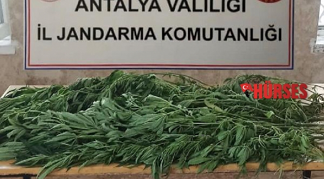 Jandarmadan Hint keneviri operasyonu