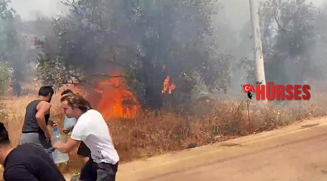 Kaş&#039;ta çıkan yangında, 3 hektar zeytinlik yandı