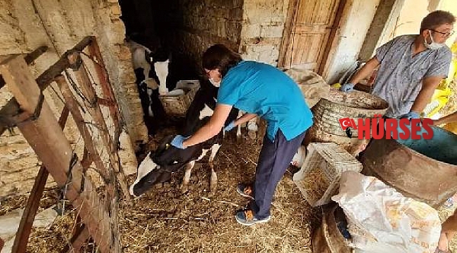 Kepez, Manavgat'ta 2 bin 510 hayvanı muayene etti