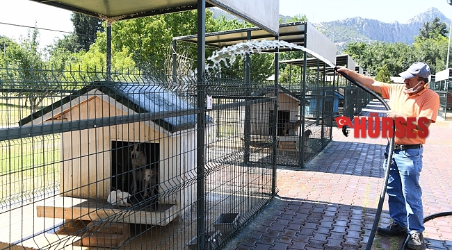 Konyaaltı'nda köpekler banyo seanslarıyla serinliyor