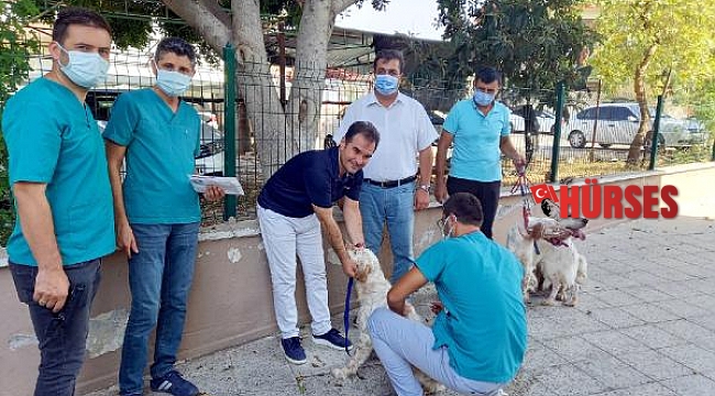 Serik'te köpek ve kedilere çip