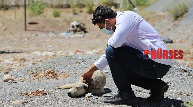 Sokak hayvanları için yaylalarda hummalı çalışma