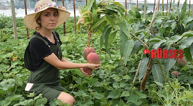 Üniversiteli Burçin mezun olup çiftçiliğe başladı, ilçedeki ilk mango hasadını yaptı