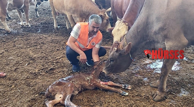 Yangından kurtarılan gebe inek sağlıklı şekilde doğum yaptı