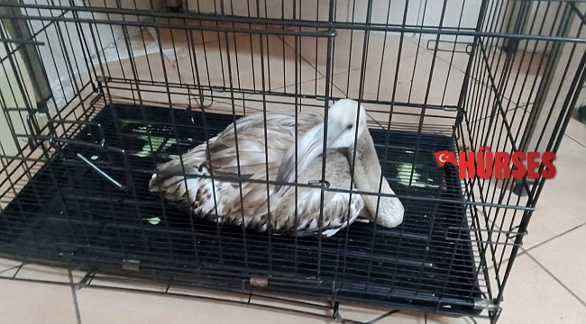 Yaralı flamingo, tedavisinin ardından hayvanat bahçesine gönderilecek