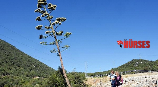 Agave ağacı hazin sona yaklaşıyor