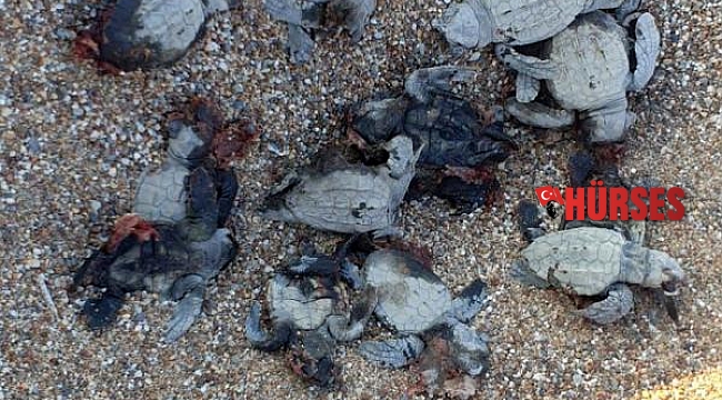 ATV'lerle caretta caretta yavrularını ezip, gönüllüyü de yaraladılar