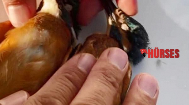 Cama çarpan yalıçapkınlarını jandarma, kalp masajıyla hayata döndürdü