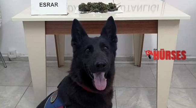 Çantadaki uyuşturucuyu 'Uslu' buldu