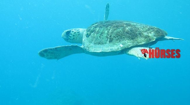 Caretta caretta ısırmaları bir hafta içinde bitecek