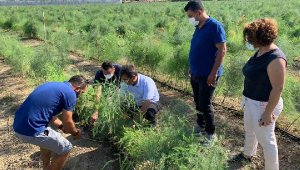 Çömezoğlu'dan kuşkonmaz üreticisine ziyaret