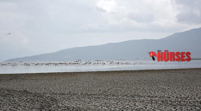Eğirdir Gölü flamingoların uğrak yeri oldu