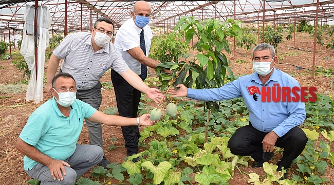 Geleneksel ürünlerde maliyet artınca çiftçiler tropik meyvelere yöneldi