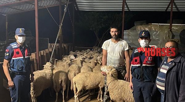 Kayıp 46 koyun ve kuzu, 2 bin 300 metre uzakta bulundu