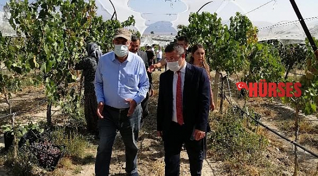 Kaymakam Çimşit üzüm hasadına katıldı