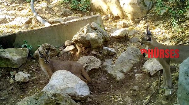 'Ormanın hayalet kedisi' Antalya'da görüntülendi